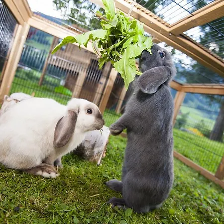 Gæstehus Silberkrug Dorfgastein